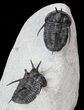 Devil Horned Cyphaspis Walteri Trilobite Pair #62723-4